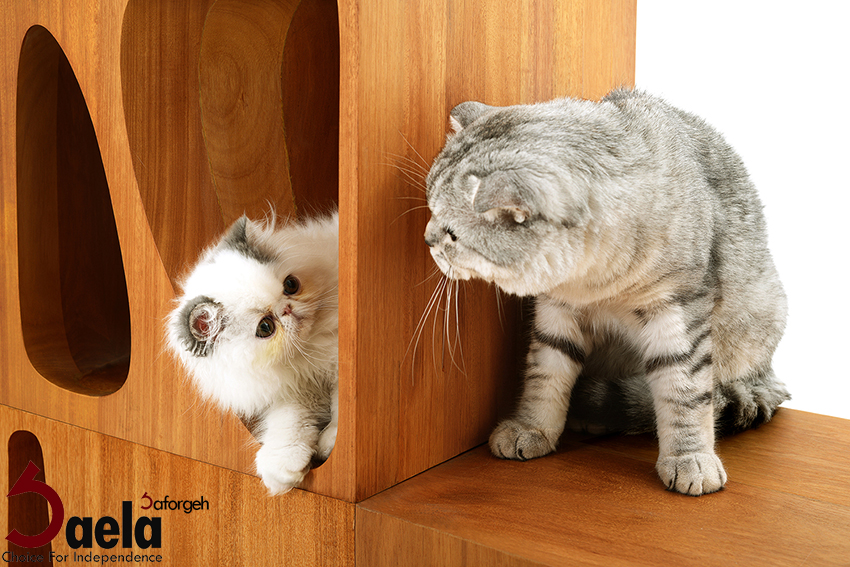 زیباسازی شهر - صافورژه